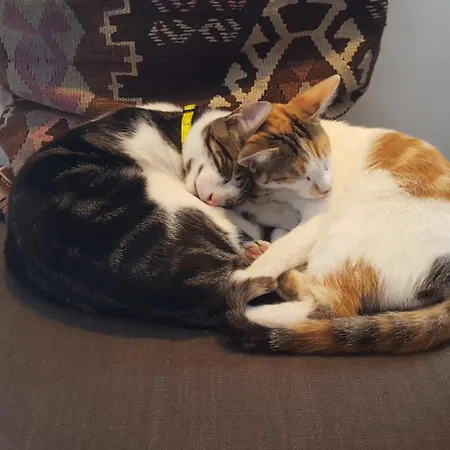 チングス ホテル